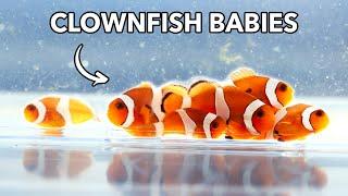 Breeding Our First Clownfish Babies - From Egg to Adult | Blue Reef Tank