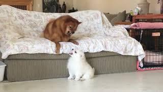 American Eskimo puppy challenged an older Finnish Spitz 3