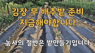 주말농장 초보자를 위한 가을 김장무 배추밭 준비, 지금 해야합니다