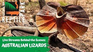 LIVE WITH AUSTRALIAN LIZARDS | AUSTRALIAN REPTILE PARK