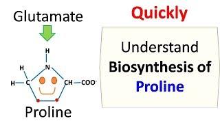 Proline Biosynthesis