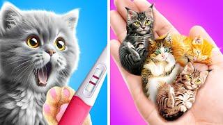 Attention All Pet Lovers  We Will Have Cute Kittens Are You Ready?