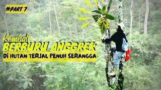 DAPAT ANGGREK HANTU ?? KEMBALINYA PERBURUAN ANGGREK DI HUTAN PENUH SERANGGA - BERBURU ANGGREK #PART7