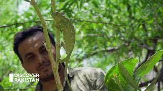 Pakistan's first ever Wildlife Show!