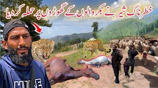  Crossing Attacking Leopard Jungle | Travelling With Bakarwal Shepherds in Kashmir Episode 21