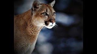 Mountain Lion/Cougar as a Totem: Personality Characteristics and Life-Path Challenges