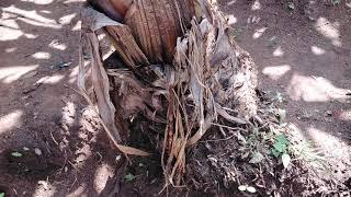 signs of a banana affected with banana weevils and root nematodes.