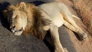 Male Lion Mating With Young Lioness In Kruger National Park