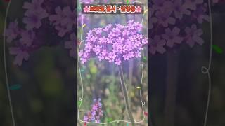##미스터트롯 #임영웅 #보랏빛 엽서 #학교정원의 버들마편초 #