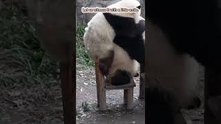 "Funny actions of animal behavior"#shorts