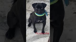 BLACK PUG ||One Of The Cutest Family #shortvideo