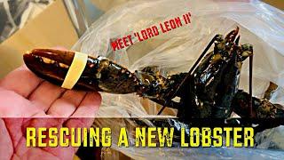 Rescuing A New Lobster   Meet Lord Leon ll
