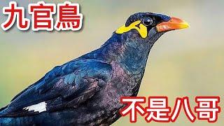 會講話的鳥不只有鸚鵡！幾乎消失在台灣的經典寵物鳥「九官鳥」！Gracula religiosa【太神奇了傑克】