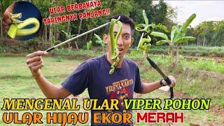 MENGENAL ULAR VIPER POHON YANG BERBAHAYA | ULAR HIJAU EKOR MERAH |