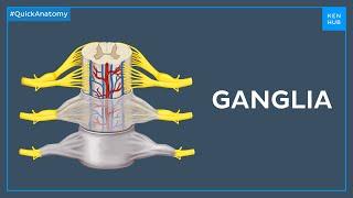 Types of ganglia - Quick Anatomy | Kenhub