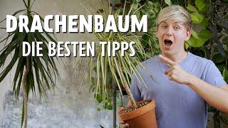 DIESE 11 Drachenbaum Pflegetipps MUSST du kennen  (Dracaena)