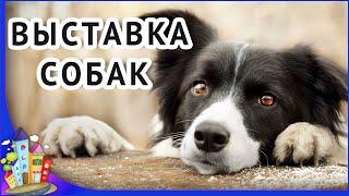 Рязань. Выставка бездомных собак 2023. Пойдем домой