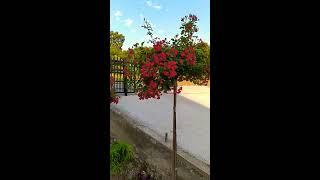 Ruze Stablasice Rasadnik Ruzic 1.000din  0692288202