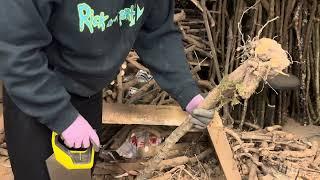 How to make a blackthorn root stick - finding the handle