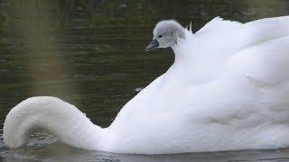 Cygnets Piggyback on Mother Swans Back