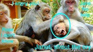 Monkey Janet attack by Blacky because angry Janet get milk from Jane