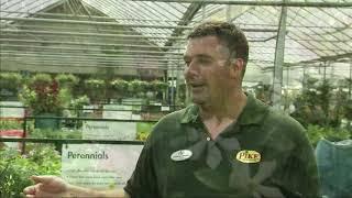 Aromatic gardens with Pike Nurseries