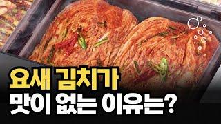 김치냉장고 굳이 사야할까? 김치냉장고 가격, 사야하는 이유, 브랜드별 차이점 총정리!  #김치냉장고 #냉장고