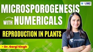 Microsporogenesis with Numericals | Reproduction in Plants | NEET Biology | Dr Gargi Singh