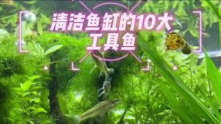 让鱼缸保持干净的10大工具鱼，你有吗？