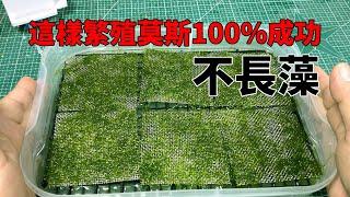 用這種方法繁殖莫斯100%成功，一點藻都不長【水世界水族馆】moss