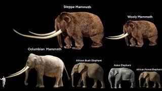 Mammoths and elephants