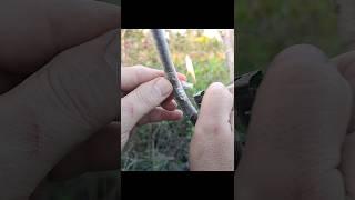 How to grafting an apple tree / پیوند درخت سیب