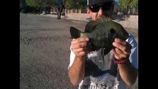 fishing for panfish in tucson