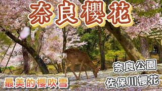 奈良櫻花景點分享 I 「奈良公園」 - 可以拍攝到小鹿與奈良八重櫻的合影、染井吉野櫻盛開、最美的櫻吹雪 I 「佐保川櫻花」 - 河岸延綿數公里的櫻花隧道、只有奈良當地人賞櫻的秘境