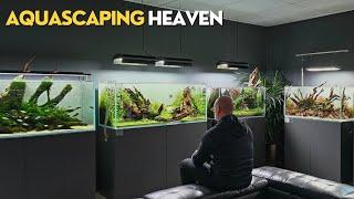 AMAZING AQUASCAPING STORE | Horizon Aquatics