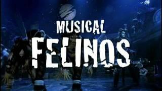 Musical Felinos