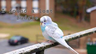 I Found A Budgie / parakeet