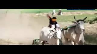 Katari Ox nd sultan ox race #oxraces  #oxracepunjab #justiceforsidhumoosewala #new #viral