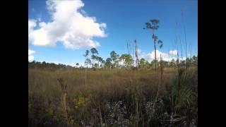 Peaceful Afternoon in Front of the Florida Panther National Wildlife Refuge Office