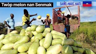 Senmak ka bay plizyè million dollars nan pwodwi melon sèlman ~ lapli tonbe peyizan yo kontan