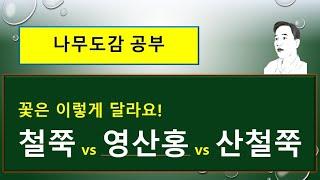 철쭉 vs 영산홍 vs 산철쭉 : 철쭉 3형제 꽃의 차이점