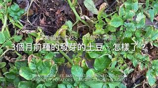 3個月前種的發芽的土豆，怎樣了？ How to Grow Potato? How Are the Sprout Potatos Growing?