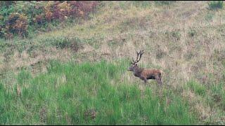 La fauna maggiore del Parco Nazionale Foreste Casentinesi