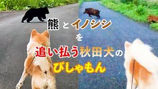 熊とイノシシを追い払う、秋田犬のびしゃもん　2024 bear and wild boar