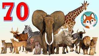 70 разных животных. Большая викторина для детей. Какие бывают животные?