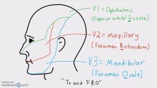 Anatomy - Cranial Nerves and Their Sensory Distribution