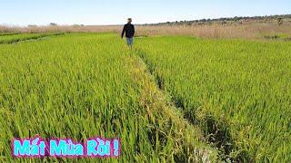 Linh Philip || Tin Buồn ! Lúa Trong Việt Phi Farm Mất Mùa Vì Điều Gì???