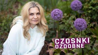 Czosnek ozdobny - gdzie sadzić, aby pięknie kwitł wiele lat.