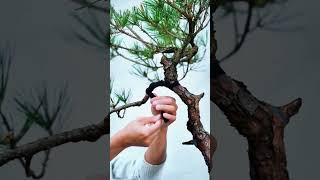 TAHUKAH ANDA APA NAMA POHON BONSAI? SILAHKAN KOMENTAR DI BAWAH  #bonsailove #bonsai #bonsaimini