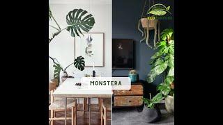 Best House Plants for Interior Design